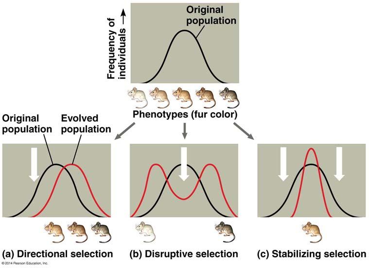 At the population level, changes in allele frequencies can cause evolutionary change There are three primary mechanisms that cause most evolutionary change Natural Selection described by Darwin.