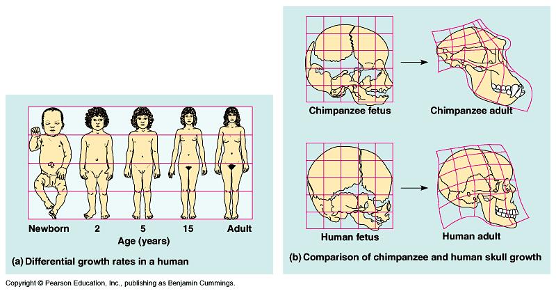different parts of the body help to shape an organism. An evolutionary trend mean it is oriented.