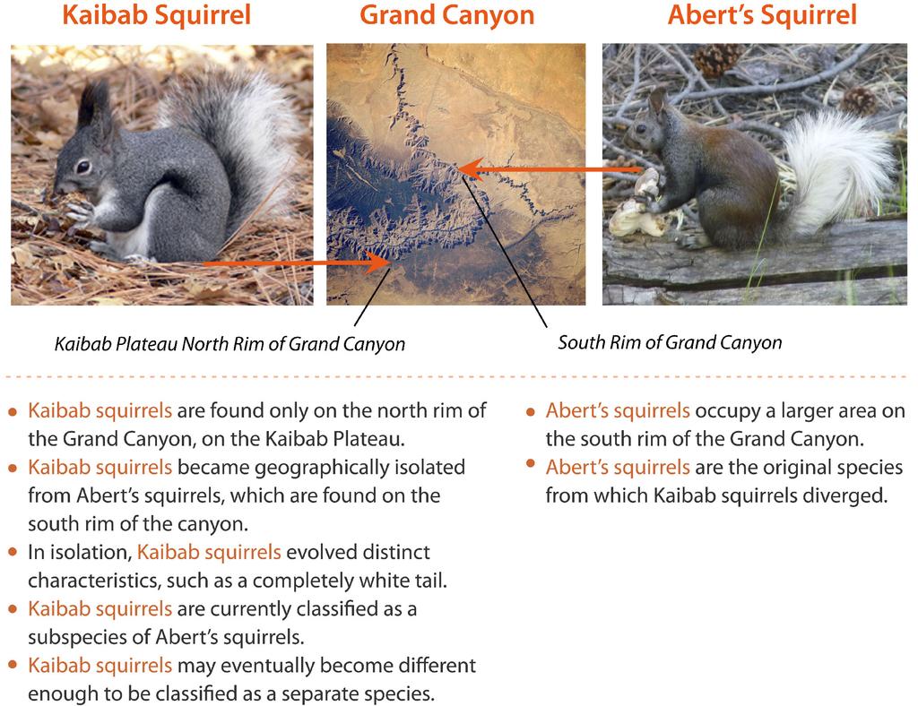 Allopatric Speciation in the Kaibab Squirrel: The Kaibab squirrel is in the process of becoming a new species. Sympatric Speciation Less often, a new species arises without geographic separation.