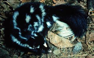 Temporal isolation Eastern spotted skunk (mate in late