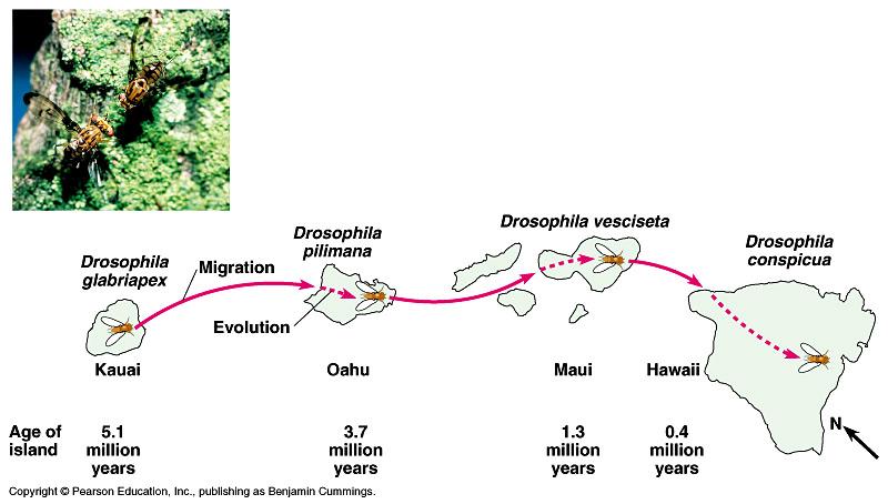 All of the 500 or so endemic species of Drosophila in the Hawaiian