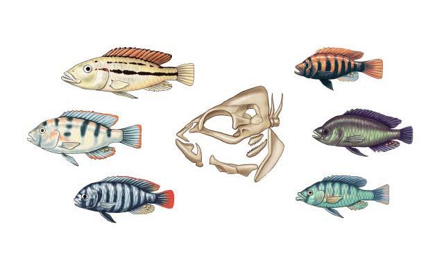 Adaptive radiation of cichlid fishes in Lake Victoria Fish eater Zooplankton eater Snail eater Leaf eater Algae