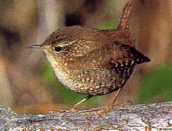 Why did the wren sing?
