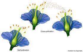 Sympatric Speciation: Polyploidy 26 Reproduction in plants Sexual vs.