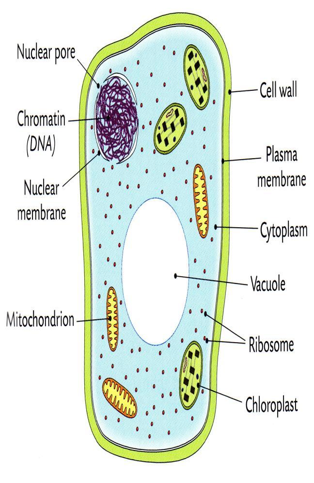 Plant cell Animal cell
