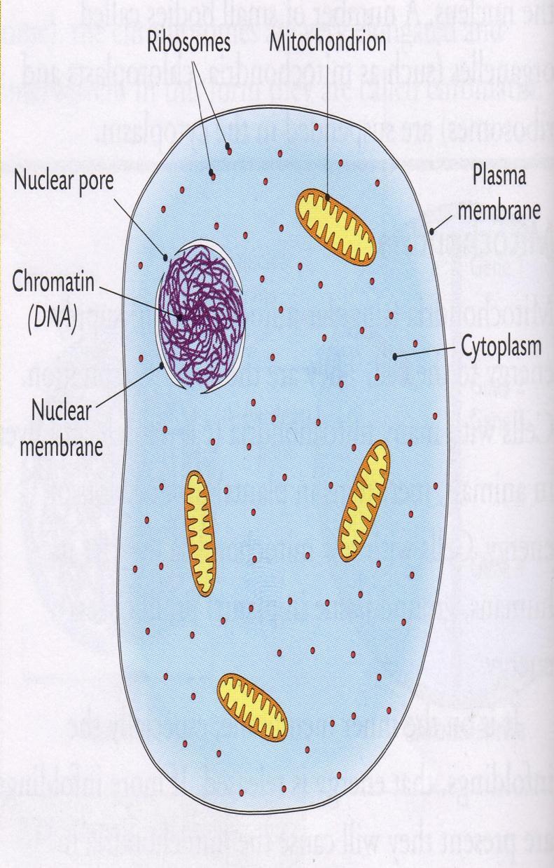 (cell) membrane (7.