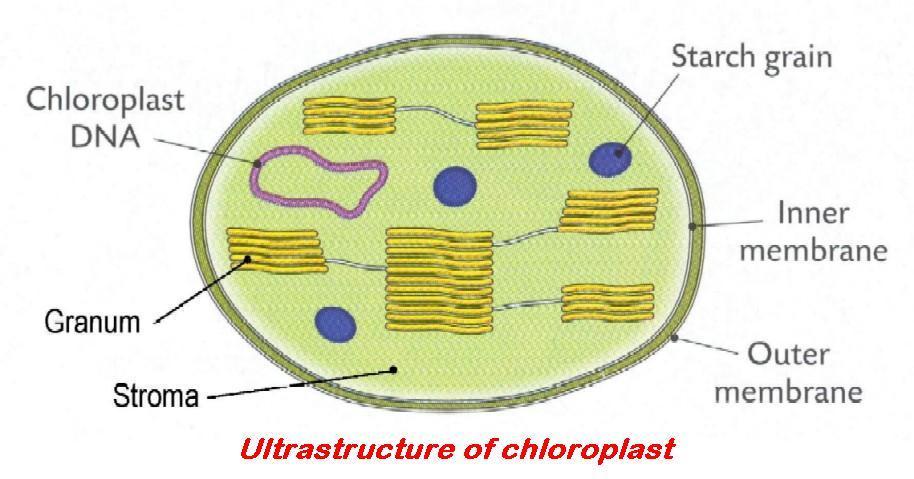 (Plants only) Secreted by cell membrane. Made of cellulose. Adjacent cells are cemented together by the middle lamella of pectin. Gives strength and protection to the cell.