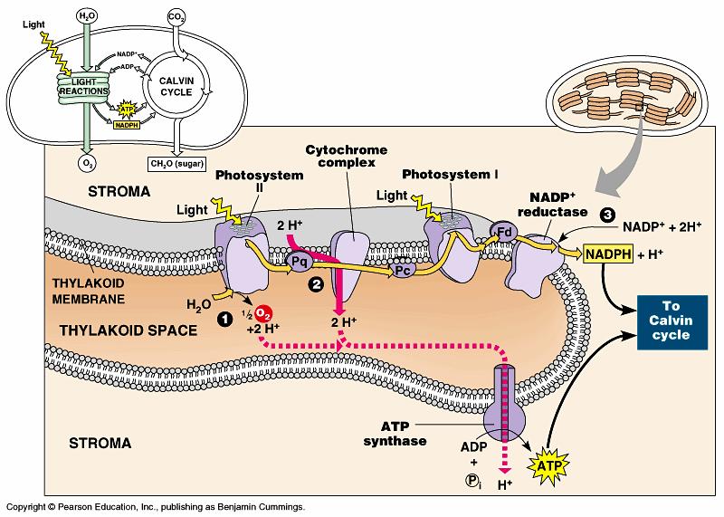 Dark Reactions o Occur in the stroma of the chloroplast o Use the ATP produced during the light reactions