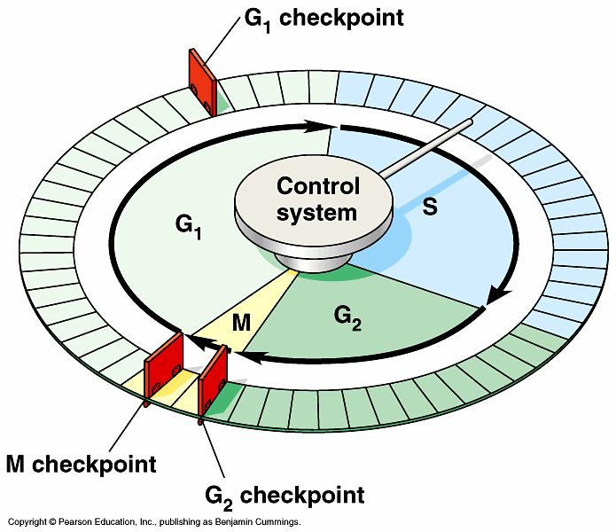 Cell Cycle All cells have a life cycle Checkpoints throughout the cell cycle ensure the cell divides in an appropriate manner G1 Gap 1 - Resting cell G1 Check point decides if cell should divide S G2