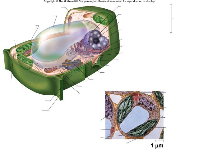 Plants ONLY Central Vacuole Filled with water and other molecules Functions as storage and controls surface to volume ratio of cell Can increase