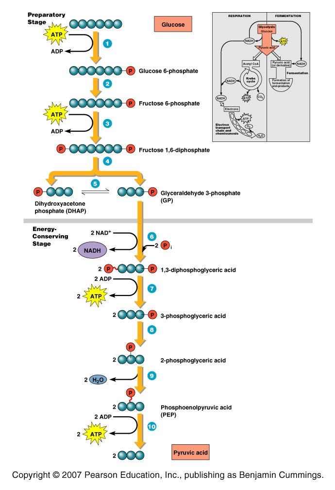 Glycolysis Krebs Cycle Electron Transport Chain Glycolysis Occurs in the cytoplasm Split