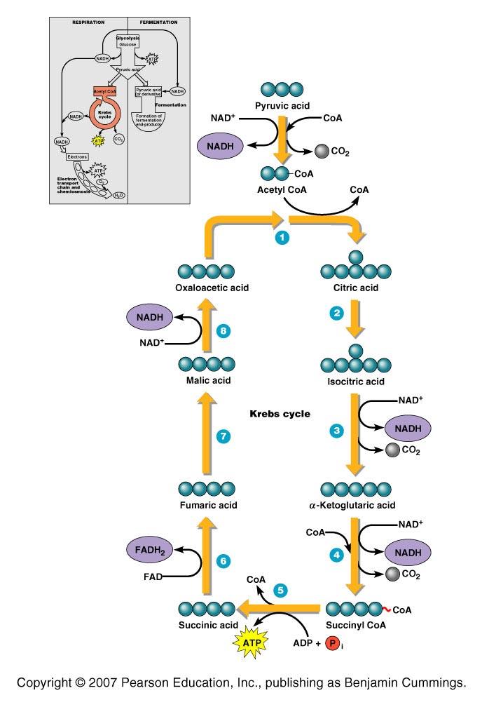 Krebs Cycle Pyruvate is transported into the matrix of the mitochondria The Krebs cycle is a series of chemical reactions which sequentially strip electrons from the pyruvate Electrons are
