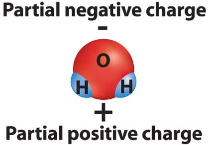 The Strange Behavior of Water Water molecules are unusual in that they have highly positive and highly negative areas.