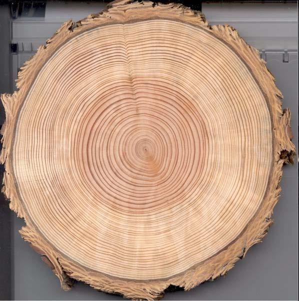 Dendrochronology: Dating