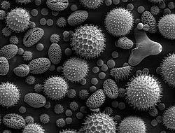 Palynology: The study of pollen Image of pollen grains from a variety of common plants: sunflower (Helianthus annuus), morning glory (Ipomoea purpurea), prairie hollyhock