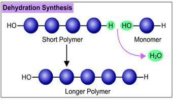Info to Study Creating Larger Molecules Anabolic stores energy in newly formed chemical bonds