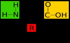 Biomolecules 33. What is a monomer? A molecule (or compound) that consists of a single unit and can join with others in forming a larger molecule 34.
