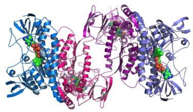 What is the monomer for proteins called? amino acid 60.