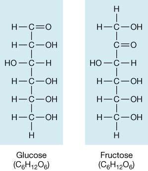 0/24/206 Glucose (monosaccharide) arbohydrates Readily available food source : 2 : O ratio Ex: Glucose = 6 2 O 6 Monomer: