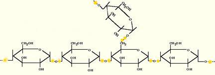 (monosaccharide) arbohydrate Polymers: Polysaccharide glucose glucose glucose glucose Polysaccharides: Long chain of