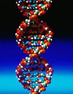 0/24/206 Nucleic Acids Nucleic Acid Basics ontain instructions to build proteins 2 types: DNA RNA omposed of smaller