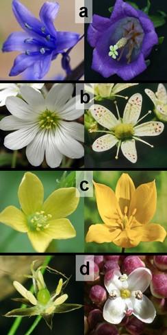 Which two flower pairs are both
