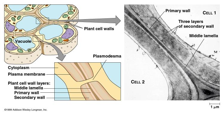 Plasmodesmata Channels connec+ng neighboring cells Cell membrane and cytosol are con+nuous from cell to cell Symplast Cytoplasmic con+nuum Apoplast Compartments and