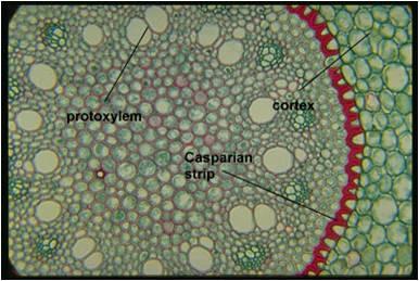 into the Xylem Water can cross the cortex via the symplast or apoplast Casparian strip Suberin layer in the endodermal wall Blocks