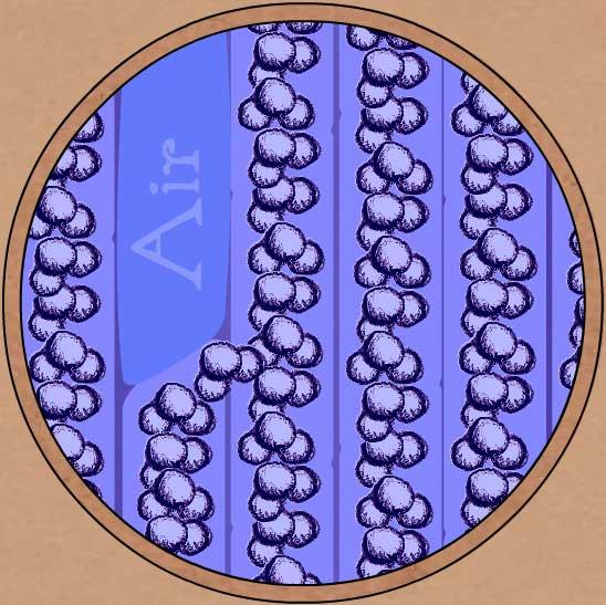 (tension) in the leaf Cuticle Stoma Microfibril (cross section) Water Air-water film interface Exerts a pulling force on water in the xylem, pulling water into