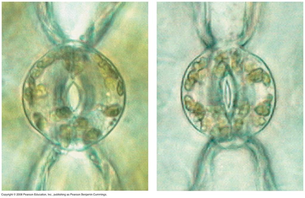 by drought stress or freezing Stomata regulate the rate of transpira+on Leaves generally have broad surface areas and high surface-to-volume ra+os increases