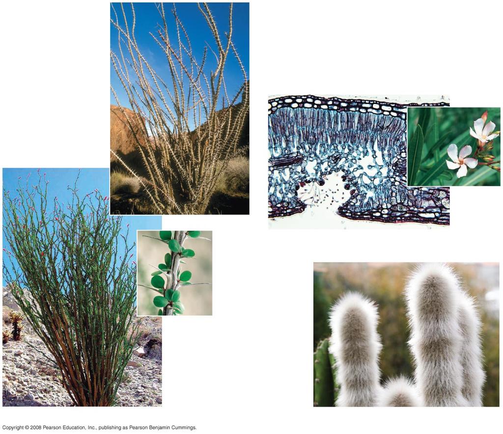 Func+ons even in the dark circadian rhythm 24-hour cycles of behavior Adapta+ons That Reduce Evapora+ve Water Loss Xerophytes plants adapted to arid climates Ocotillo (leafless) Oleander leaf cross