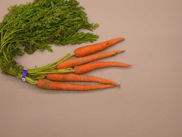 beet carrot I. Roots C.