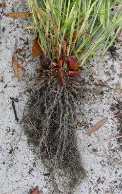 Numerous small roots b.