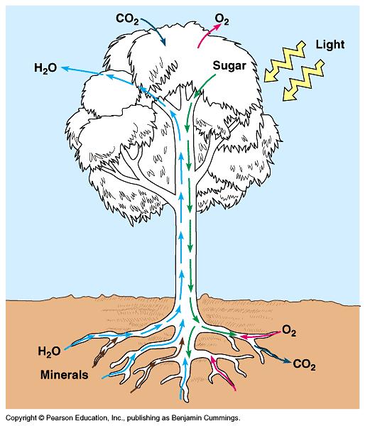Whole Plant Transport Transpiration, the loss of water from leaves, creates a force that pulls xylem sap upwards Leaves exchange CO 2