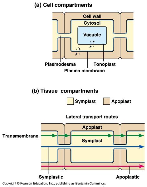 Transport within tissues/organs Aquaporins: transport proteins for water Tonoplast: vacuole membrane Apoplast route (lateral): continuum of cell walls and movement by diffusion Mineral ions readily