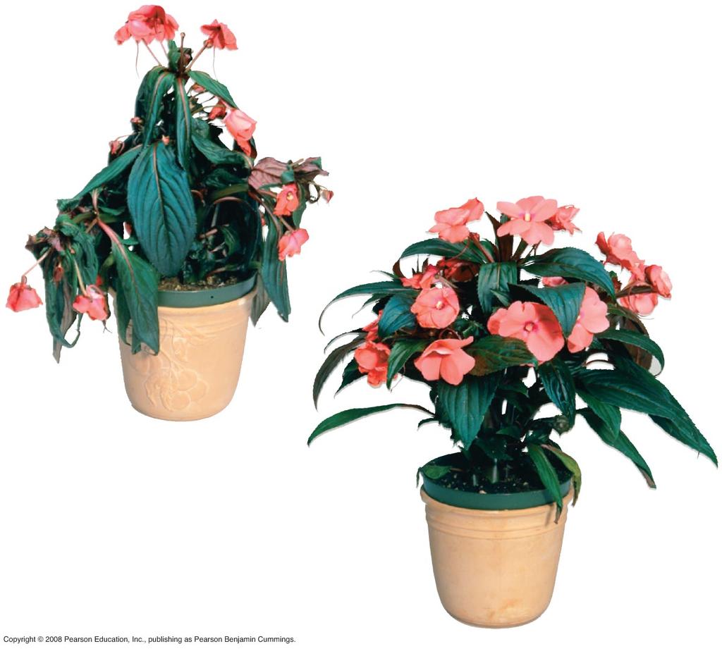 A wilted Impatiens plant regains its turgor when watered Cells in