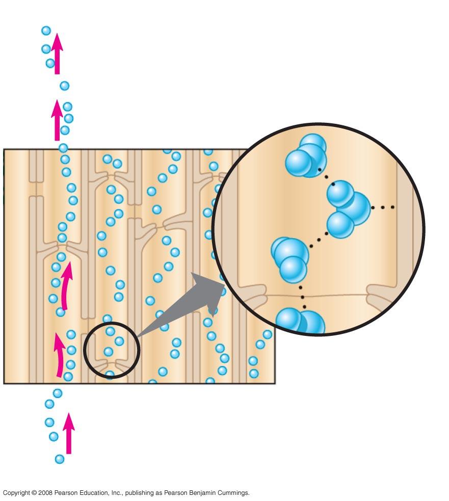Xylem cells Adhesion by hydrogen bonding Cell wall