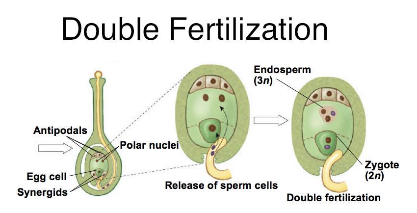 Double Fertilization https://www.youtube.