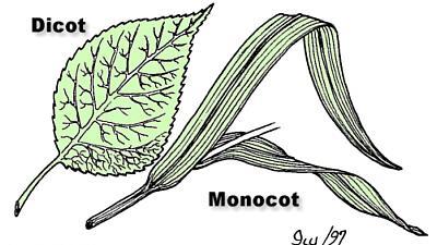 Monocots & dicots Angiosperm are divide into 2 classes