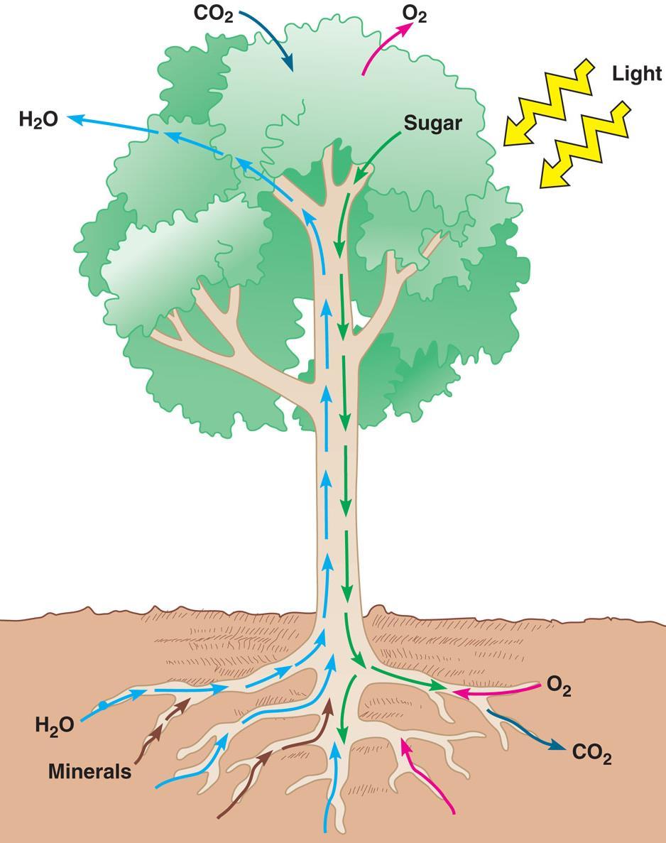 *Transport in plants H 2 O & minerals Sugars transport in xylem transpiration evaporation, adhesion & cohesion negative pressure transport in phloem bulk flow Calvin cycle in leaves loads sucrose