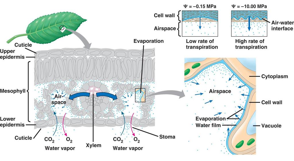 Ascent of xylem fluid Transpiration pull generated