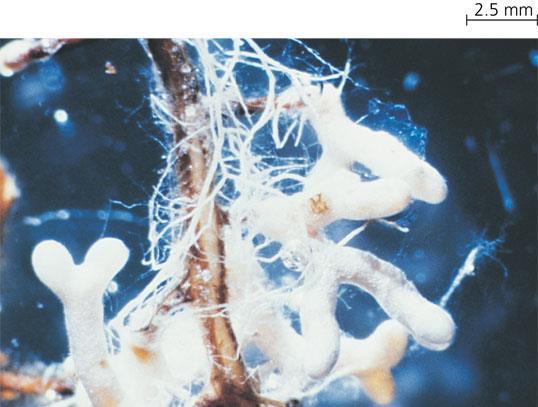 Mycorrhizae increase absorption Symbiotic relationship between