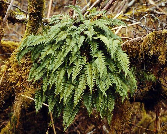 First vascular plants Pteridophytes: ferns vascular water