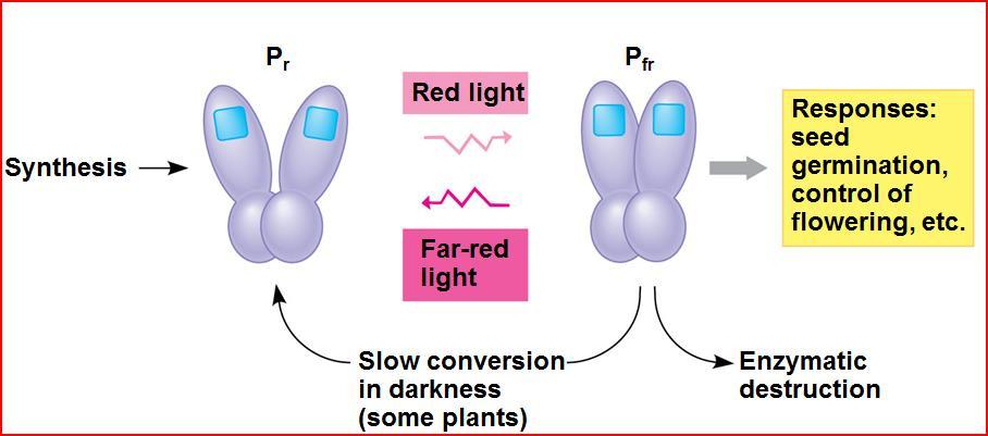Circadian Rhythms Phytochrome- light absorbing protein When Pr is exposed to red light (sunlight)