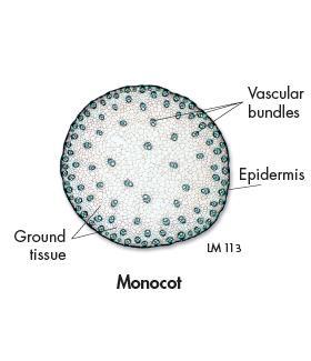 Vascular Bundle Patterns In monocots, clusters of xylem and phloem tissue, called vascular bundles, are scattered throughout the stem, as shown in the cross section below left.