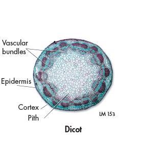 Dicot Stems Young dicot stems have vascular bundles that are generally arranged in a ringlike pattern, as shown in this cross section.