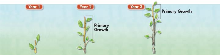 Primary Growth A plant s apical meristems at the roots and shoots produce new cells and increase its length. This growth, occurring at the ends of a plant, is called primary growth.