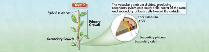 Growth From the Vascular Cambium Divisions in the vascular cambium give rise to new