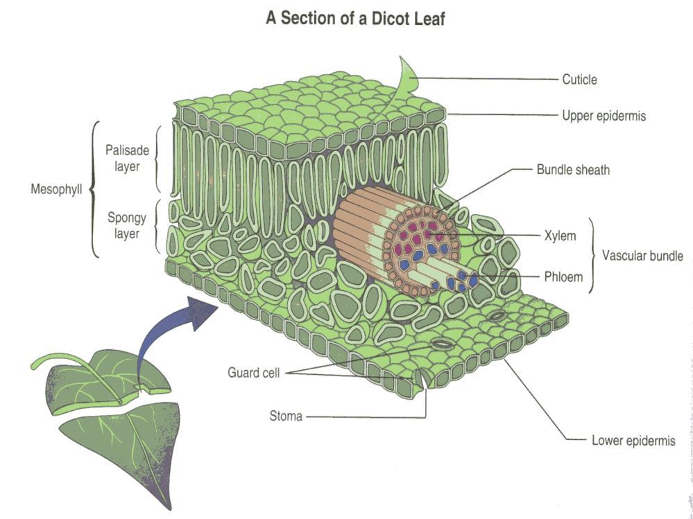 Leaf Layers Lesson Overview Leaves Dermal Tissue The top and bottom surfaces of a leaf are covered by the epidermis, which has tough, irregularly shaped cells with