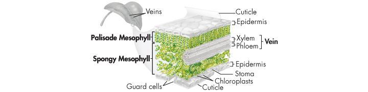 Lesson Overview Leaves Vascular Tissue Xylem and phloem tissues are gathered together into bundles called leaf veins that run from the stem throughout the leaf.